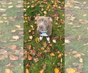 American Pit Bull Terrier-Unknown Mix Dogs for adoption in New London, WI, USA