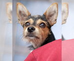 Small #5 Chihuahua Mix