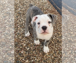 Olde English Bulldogge Puppy for Sale in VALLEY SPRINGS, South Dakota USA