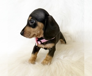 Dachshund Puppy for Sale in DAVIS, California USA