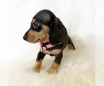 Image preview for Ad Listing. Nickname: AKC Sadie