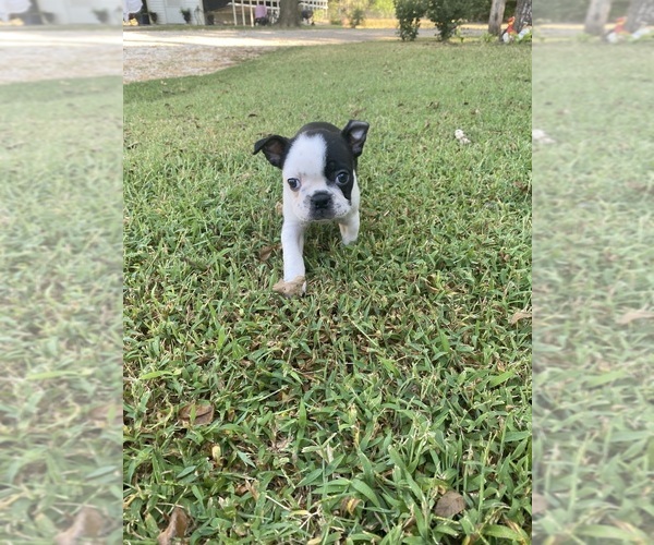 Medium Photo #11 Boston Terrier Puppy For Sale in FREDONIA, KS, USA