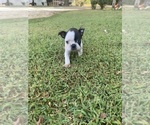 Small #10 Boston Terrier