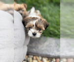Puppy Puppy 4 Shorkie Tzu