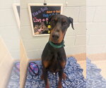 Small Doberman Pinscher