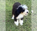 Small Photo #7 Miniature Bernedoodle Puppy For Sale in MINEOLA, TX, USA