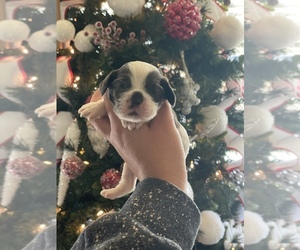 Cocker Spaniel Puppy for sale in POUNDING MILL, VA, USA