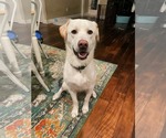 Small Labrador Retriever