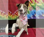 Small #1 Siberian Husky Mix