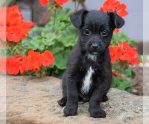 Foodle Puppy for sale in FREDERICKSBG, OH, USA