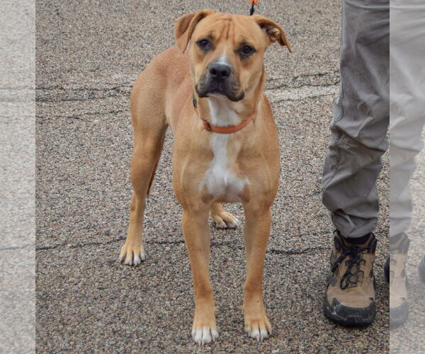 Medium Photo #4 Anatolian Shepherd-Boxer Mix Puppy For Sale in Huntley, IL, USA