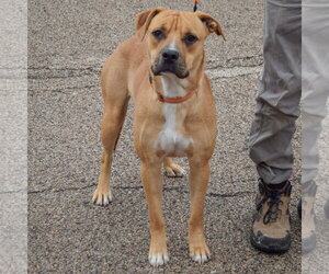 Brinkley - Male Anatolian Shepherd-Boxer Mix Dog for Adoption - Photo #4