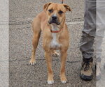 Small Photo #4 Anatolian Shepherd-Boxer Mix Puppy For Sale in Huntley, IL, USA