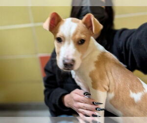 Mutt Dogs for adoption in Redwood City, CA, USA