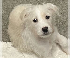 Mutt Dogs for adoption in Sterling, MA, USA