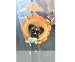 Small #2 Boxer