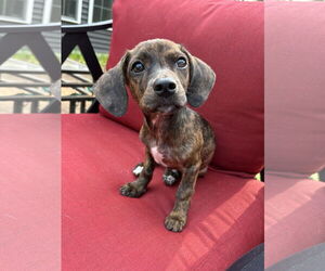 Dachshund-Unknown Mix Dogs for adoption in Duluth, MN, USA