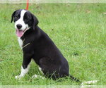 Small #2 Labrador Retriever Mix