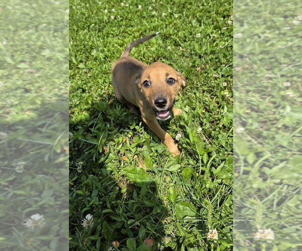 Medium Photo #1 Australian Shepherd-Dachshund Mix Puppy For Sale in Aurora, IN, USA
