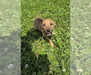 Australian Shepherd-Dachshund Mix Dogs for adoption in Aurora, IN, USA