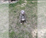 Small Photo #5 American Bully Puppy For Sale in PELAHATCHIE, MS, USA