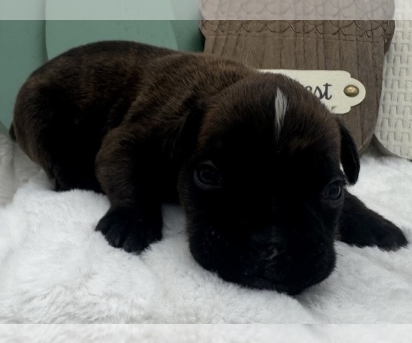 Medium Photo #4 Boxer Puppy For Sale in PAWNEE CITY, NE, USA