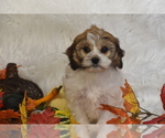 Small #3 Cavachon