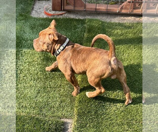 Medium Photo #4 American French Bull Terrier Puppy For Sale in danville, CA, USA