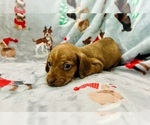 Small #6 Dachshund