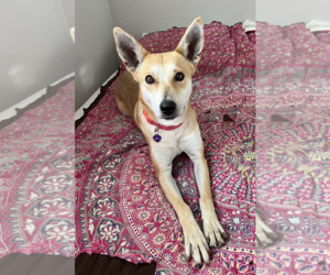 Carolina Dog-Unknown Mix Dogs for adoption in Aurora, CO, USA