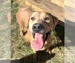 261479  Harley - Female American Pit Bull Terrier-Unknown Mix Dog for Adoption - Small photo
