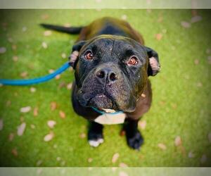 Mutt Dogs for adoption in Orlando, FL, USA
