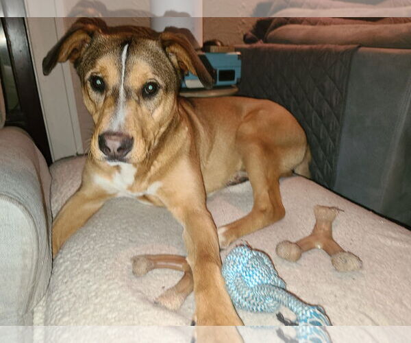 Medium Photo #4 Labrador Retriever-Unknown Mix Puppy For Sale in Woodbury, NY, USA