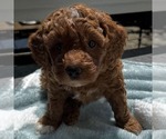 Small #1 Goldendoodle (Miniature)
