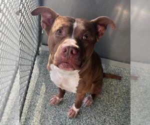 American Pit Bull Terrier-Unknown Mix Dogs for adoption in Salisbury, NC, USA