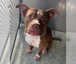 Small American Pit Bull Terrier Mix