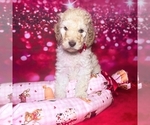 Small Photo #2 Goldendoodle Puppy For Sale in GONZALES, LA, USA