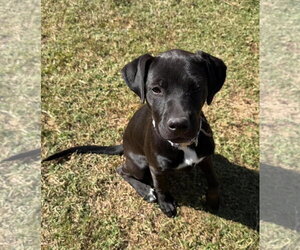 Labrador Retriever-Unknown Mix Dogs for adoption in Oakhurst, NJ, USA