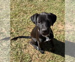 Cleo- snuggly baby - Female Labrador Retriever-Unknown Mix Dog for Adoption - Small photo