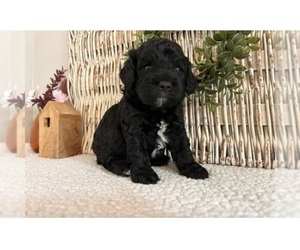 Cockapoo Puppy for sale in GRASS LAKE, MI, USA