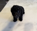Small #2 Poodle (Toy)
