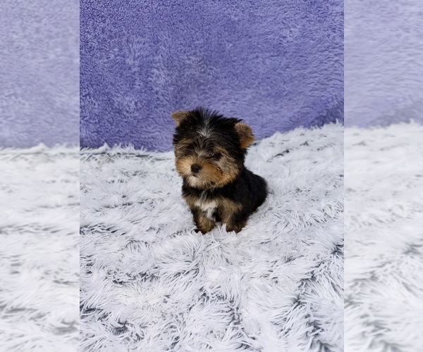 Medium Photo #9 Yorkshire Terrier Puppy For Sale in SANDY HOOK, KY, USA