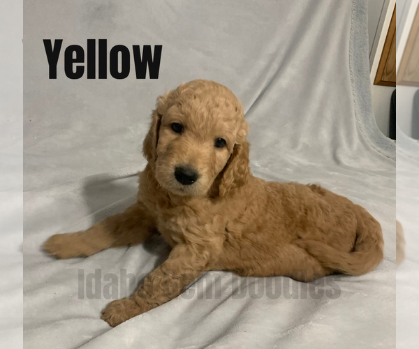 Medium Photo #4 Goldendoodle Puppy For Sale in HOMEDALE, ID, USA