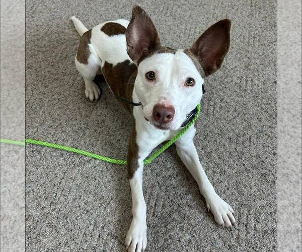 Medium Photo #1 American Staffordshire Terrier-Unknown Mix Puppy For Sale in New Oxford , PA, USA