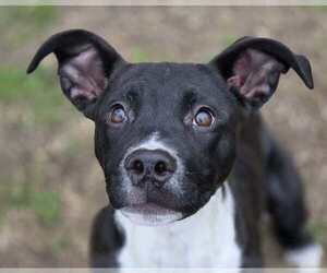 Mutt Dogs for adoption in Anniston, AL, USA