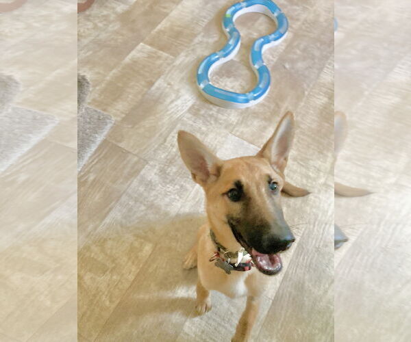 Medium Photo #2 German Shepherd Dog-Unknown Mix Puppy For Sale in San Diego, CA, USA