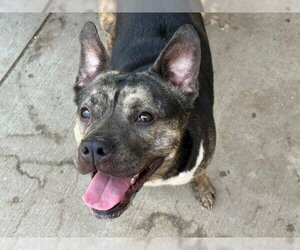 Mutt Dogs for adoption in Tulsa, OK, USA