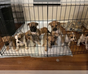 Boxer-Miniature Australian Shepherd Mix Puppy for sale in BLOOMINGTON, IL, USA