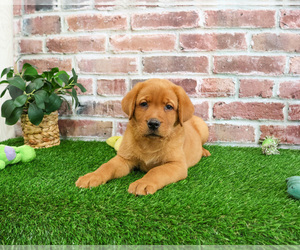 Labrador Retriever Puppy for sale in SYRACUSE, IN, USA