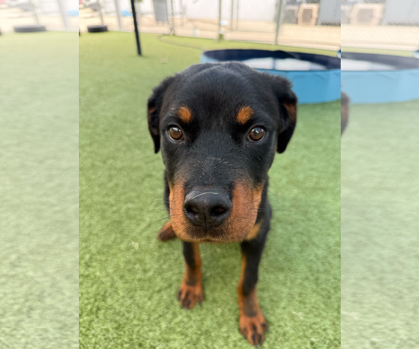 Medium Photo #1 Rottweiler Puppy For Sale in Hillsboro, NH, USA